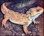 Tuatara